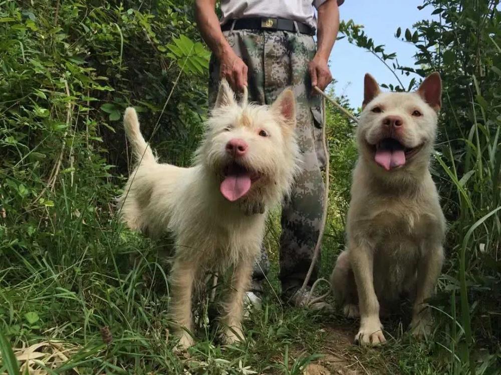 最新贵州土猎犬，传承与特色的完美结合